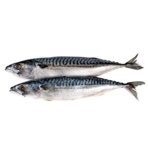 挪威鯖魚