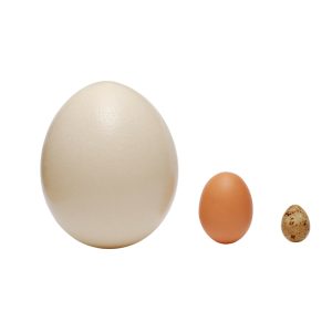鴕鳥蛋