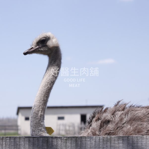 鴕鳥肉：圖片 7