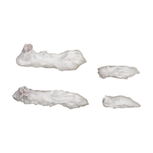 生兔前腳